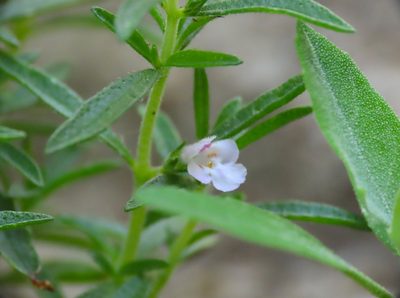 Satureja hortensis, photographed by Emanuele Santarelli