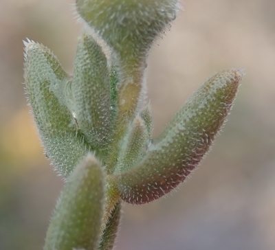Trichodiadema imitans, photographed by Nicola van Berkel