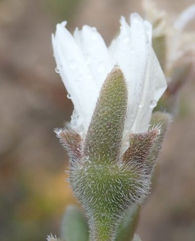 Trichodiadema imitans, photographed by Nicola van Berkel