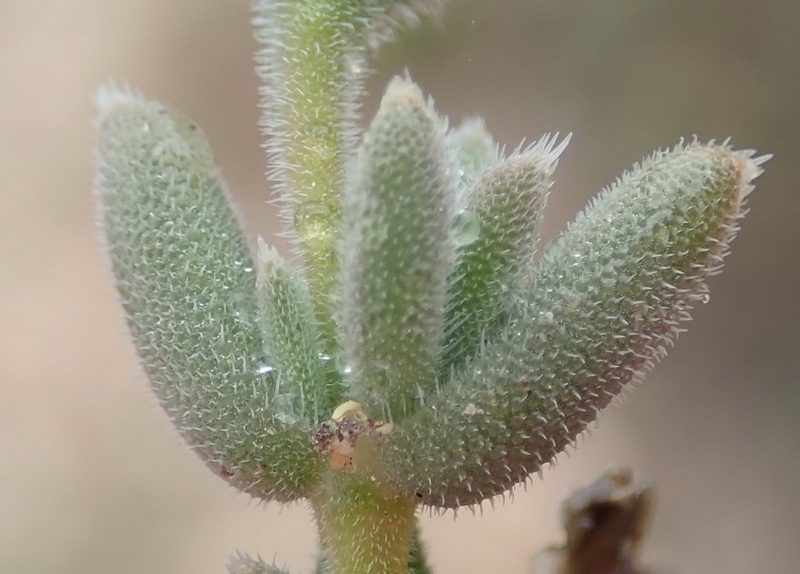 Trichodiadema imitans, photographed by Nicola van Berkel