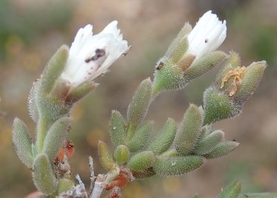 Trichodiadema imitans, photographed by Nicola van Berkel