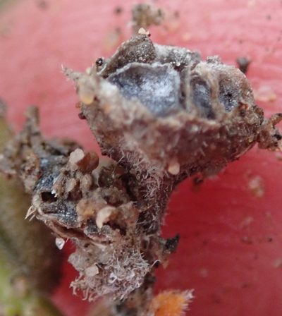 Trichodiadema imitans, photographed by Nicola van Berkel