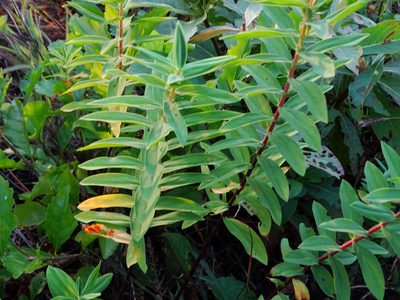 Hypericum mysurense, photographed by Ajit Ampalakkad