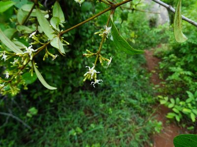 Ichnocarpus frutescens, photographed by Ajit Ampalakkad