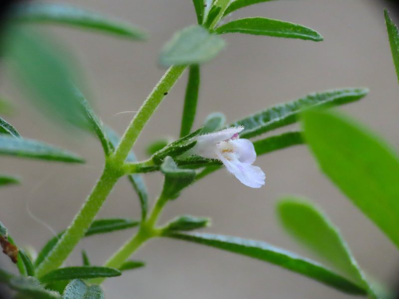 Satureja hortensis, photographed by Emanuele Santarelli
