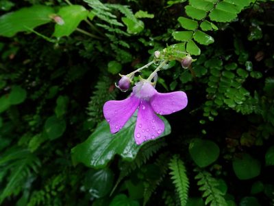 Impatiens acaulis, photographed by Ajit Ampalakkad