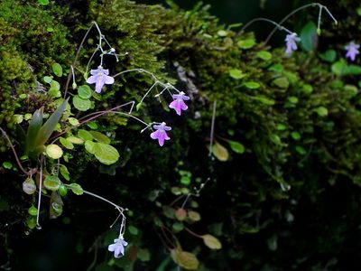 Impatiens agumbeana, photographed by Ajit Ampalakkad