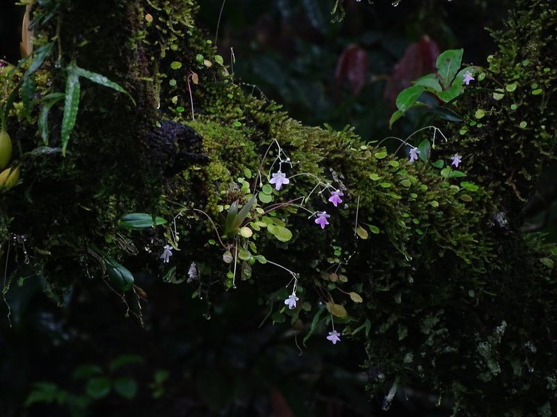 Impatiens agumbeana, photographed by Ajit Ampalakkad