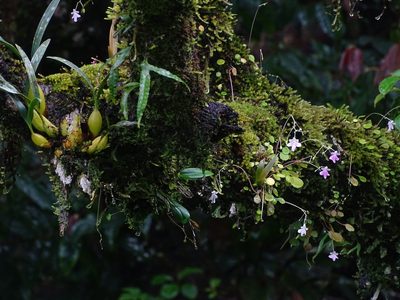 Impatiens agumbeana, photographed by Ajit Ampalakkad