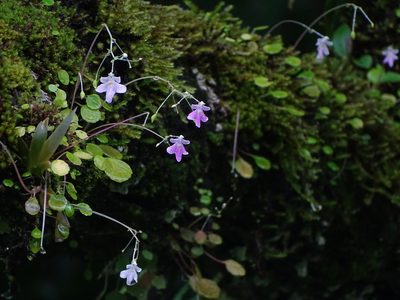 Impatiens agumbeana, photographed by Ajit Ampalakkad