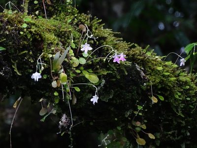 Impatiens agumbeana, photographed by Ajit Ampalakkad