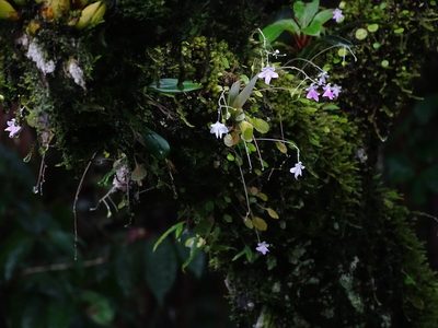 Impatiens agumbeana, photographed by Ajit Ampalakkad