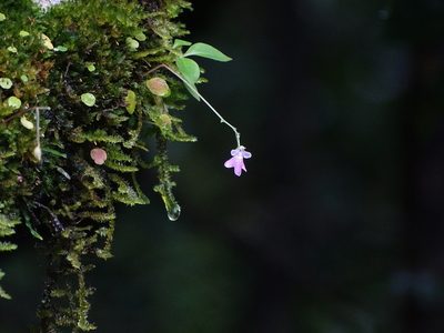 Impatiens agumbeana, photographed by Ajit Ampalakkad