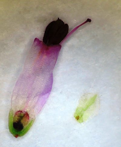 Erica ecklonii, photographed by linkie