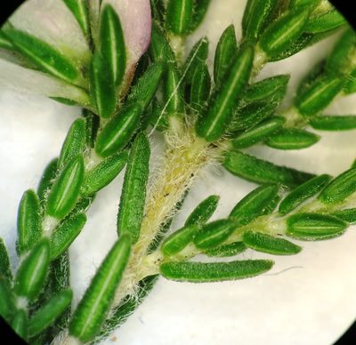 Erica ecklonii, photographed by linkie