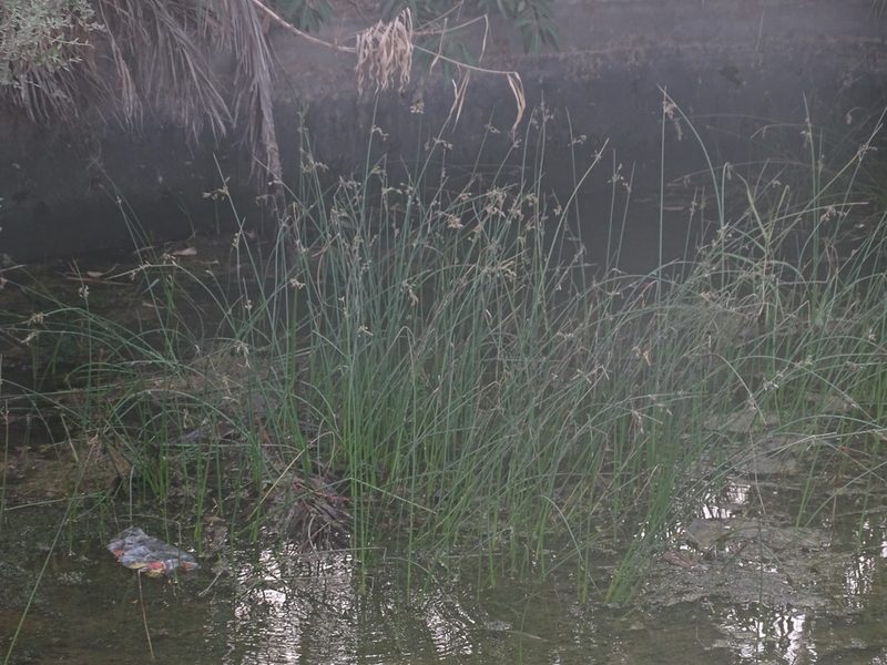 Juncus socotranus, photographed by Jacky Judas