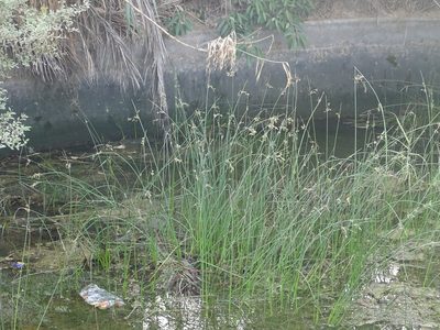 Juncus socotranus, photographed by Jacky Judas
