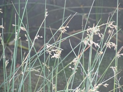 Juncus socotranus, photographed by Jacky Judas