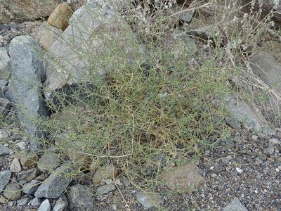 Zygophyllum bruguieri, photographed by Jacky Judas