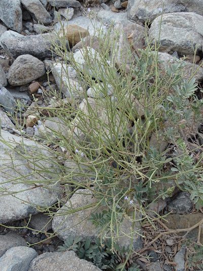 Lavandula subnuda, photographed by Jacky Judas
