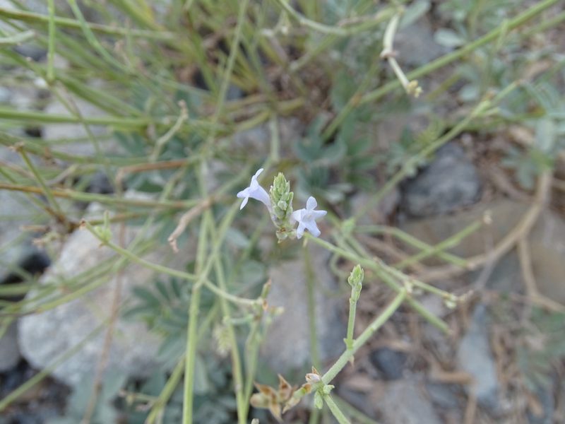 Lavandula subnuda, photographed by Jacky Judas