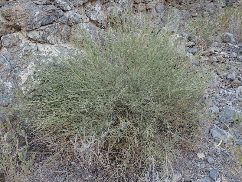 Crotalaria aegyptiaca, photographed by Jacky Judas