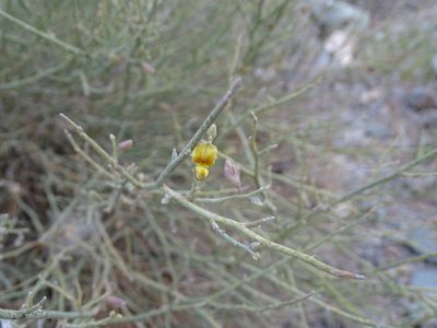 Crotalaria aegyptiaca, photographed by Jacky Judas