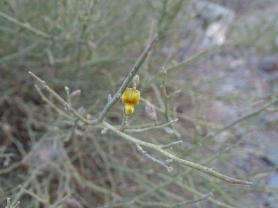Crotalaria aegyptiaca, photographed by Jacky Judas