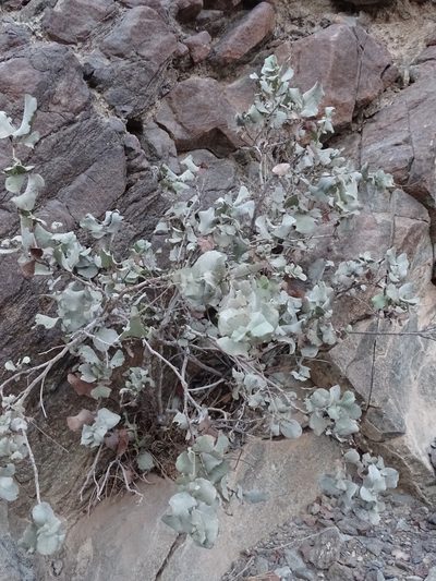 Dyerophytum indicum, photographed by Jacky Judas