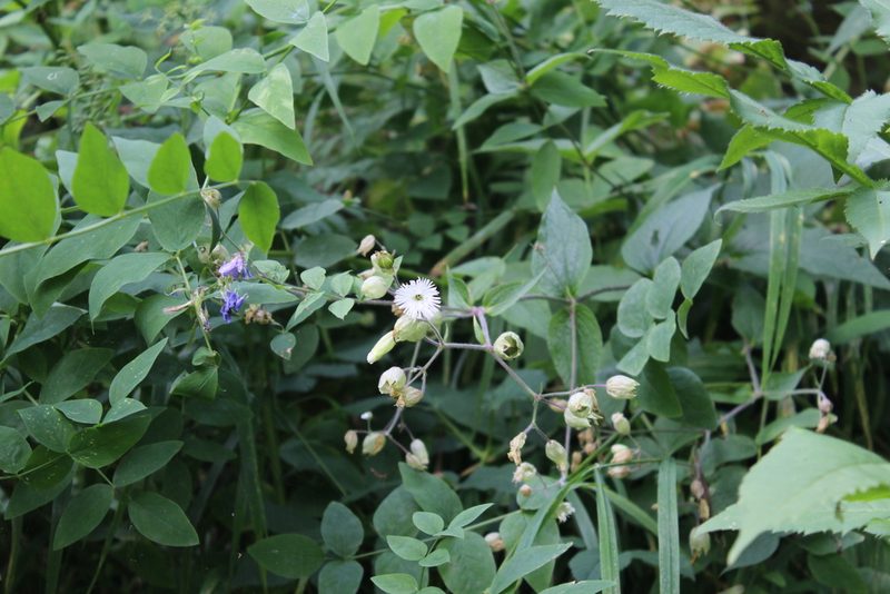 Silene macrophylla, photographed by Dmitriy Bochkov