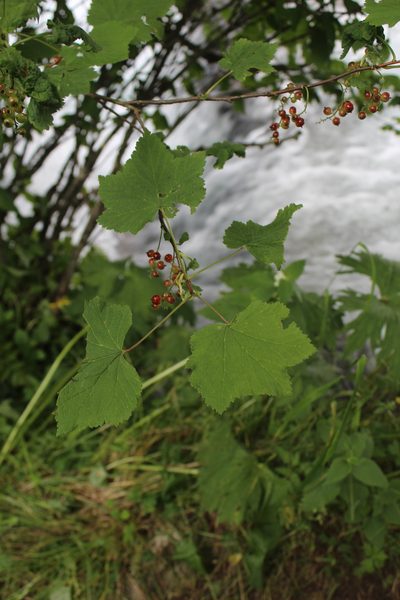 Ribes biebersteinii, photographed by Dmitriy Bochkov