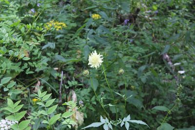 Cephalaria gigantea, photographed by Dmitriy Bochkov