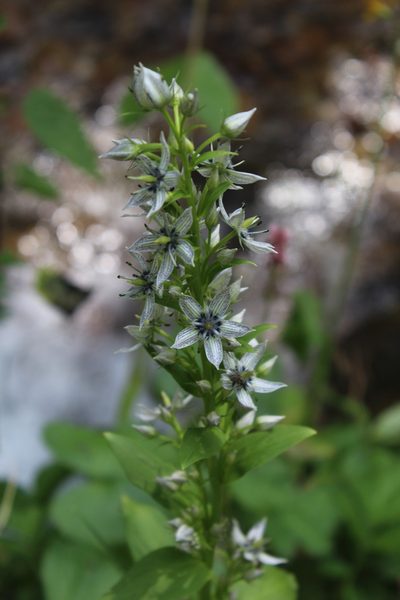 Swertia iberica, photographed by Dmitriy Bochkov
