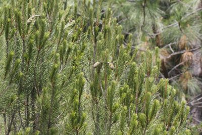 Pinus nelsonii, photographed by Juan Cruzado Cortés