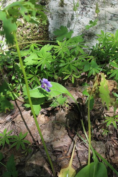 Geranium platypetalum, photographed by Dmitriy Bochkov