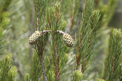 Pinus nelsonii, photographed by Juan Cruzado Cortés