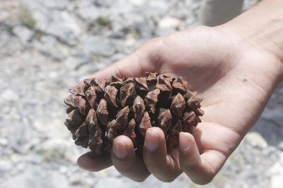 Pinus nelsonii, photographed by Juan Cruzado Cortés