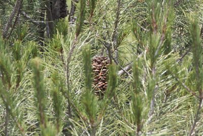 Pinus nelsonii, photographed by Juan Cruzado Cortés