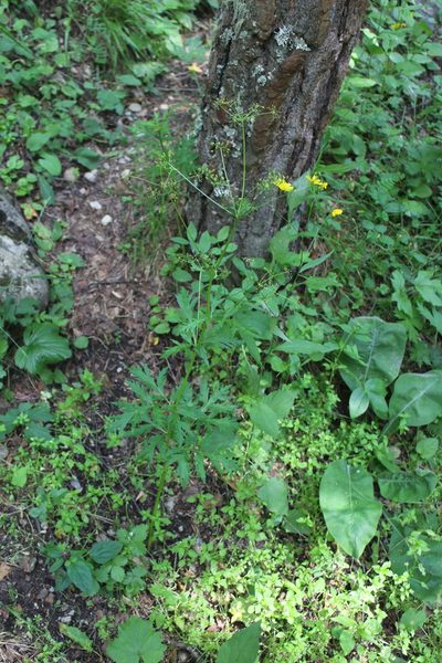 Eleutherospermum cicutarium, photographed by Dmitriy Bochkov