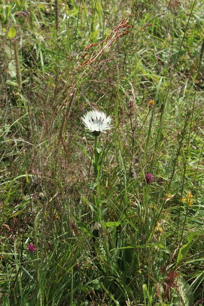 Centaurea cheiranthifolia, photographed by Dmitriy Bochkov