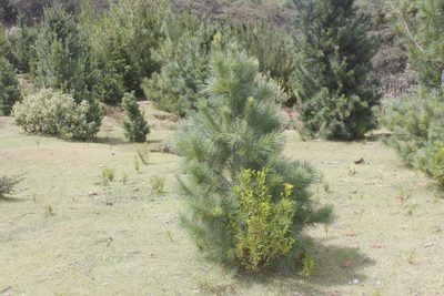 Pinus stylesii, photographed by Juan Cruzado Cortés