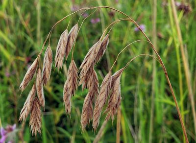 Bromus kalmii, photographed by aarongunnar