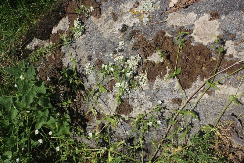 Cerastium nemorale, photographed by Dmitriy Bochkov