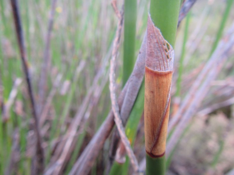 Ceratocaryum persistens, photographed by douglaseustonbrown