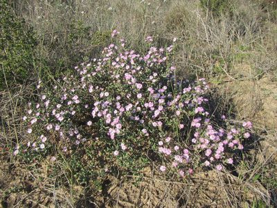 Ruschiella argentea, photographed by douglaseustonbrown