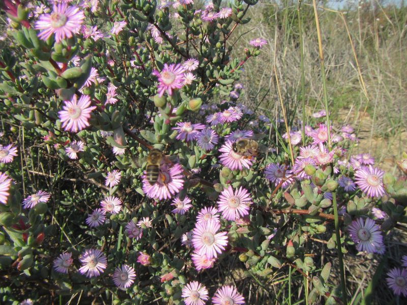 Ruschiella argentea, photographed by douglaseustonbrown