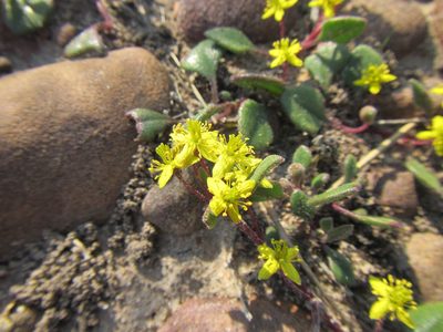 Tetragonia herbacea, photographed by douglaseustonbrown