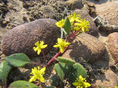 Tetragonia herbacea, photographed by douglaseustonbrown