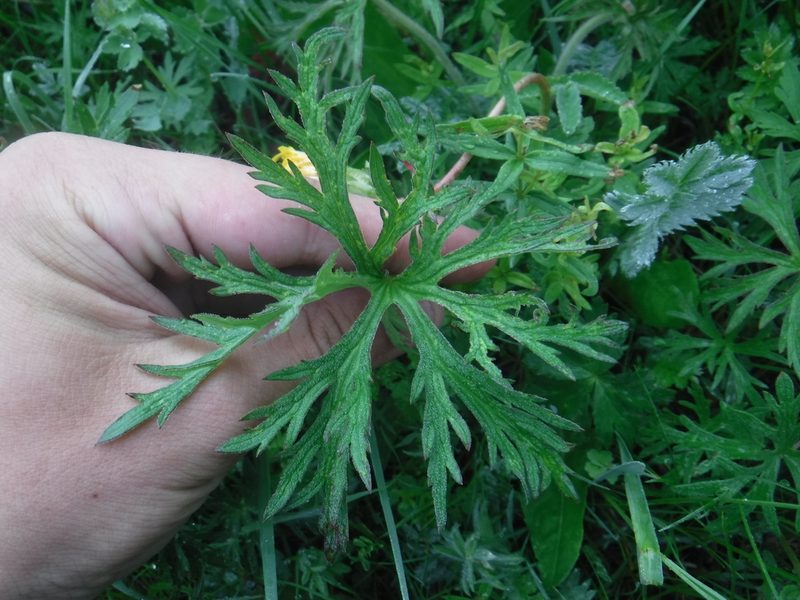 Geranium pseudosibiricum, photographed by Rose Zappa