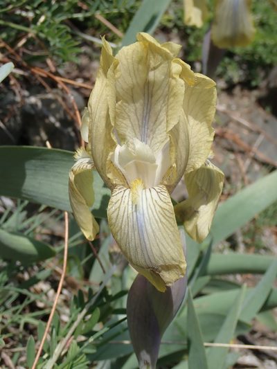 Iris junonia, photographed by John Kenrick Gibson